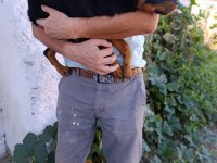 Rottweiler dişi yavrularımız