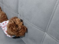 Bazı Nedenlerden Dolayı Köpeğimi Vermek Zorundayım