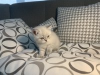 Teslime Hazır British Shorthair Yavrular