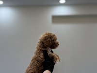 TOY POODLE WC PET EĞİTİMLİ YAVRUMUZ YENİ YUVASINA HAZIR