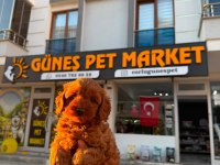 Poodle Tüy Dökme Derdi Yok Bolca Sevgi Var