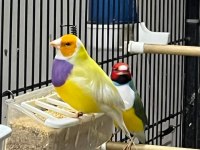 Rengarenk goldian finch