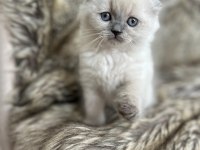 Ayıcık Suratlı Lilac British Bebek