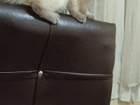 BRİTİSH SHORTHAİR ERKEK EŞYALARIYLA SAHİPLENDİRME