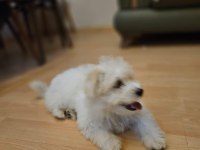 Köpeğimiz 3 aylık dünya tatlısı