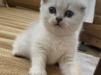 Anne baba şecereli dişi scottish fold