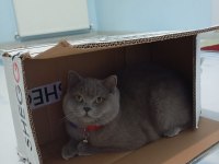 British shorthair lilak erkek sahiplendirilecek