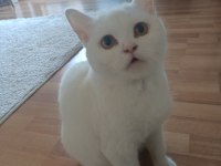 British shorthair kedim sahiplendirilecektir