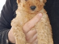 Mükemmel Toy Poodle Yavrular