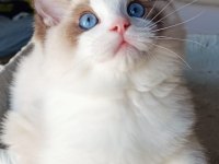 Show kalite erkek ragdoll yavrumuz yeni ailesini arıyor