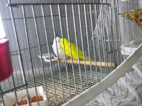 Muhabbet kuşu takım