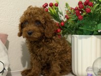 En Güzelinden Toy Poodle