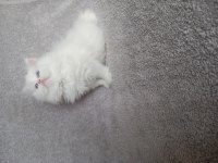 Teslime hazır dişi chinchilla bebekler