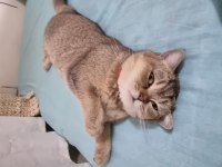 SAĞLIK NEDENİYLE BRİTİSH GOLD KEDİMİ SAHİPLENDİRECEĞİM