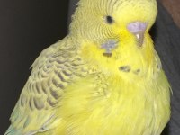 2 Aylık El Besleme Erkek Jumbo Muhabbet Kuşu
