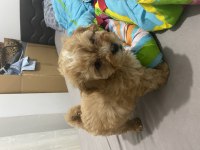 Maltipoo 2 aylık yavru acil iç dış parazitleri yapıldı