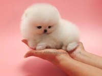 Pomeranian teddy face surat