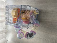 7 aylık gonzales anne baba ve 4 yavru hamster