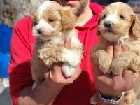 Maltipoo yavrularım