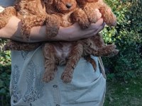 Toy Poodle Bebek Köpekler