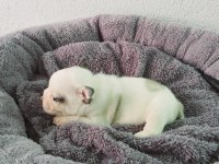 Bakmadan GEÇME UYGUN Oyuncu French Bulldog