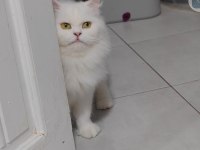 British longhair yetişkin dişi