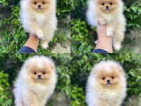 Sakarya pomeranian