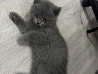 BRİTİSH SHORTHAİR ERKEK YAVRULARİMİZ