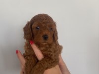Toy poodle yavruları