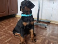 Orijinal estetikli ve estetiksiz Doberman yavrular