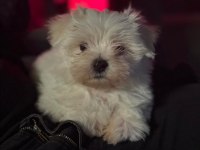 Sıfır boy maltese terrier