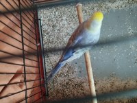 Güzel muhabbet kuşlar