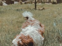 Irk sağlık garantili kimlikli bebek shih tzu