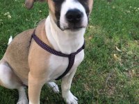 Köpeğimiz Kaju yu sahiplendirmek istiyoruz