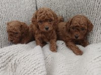 Toy Poodle Yavrularımız