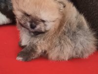 Orijinal Pomeranian Boo