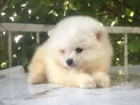 Pomeranian Boo Yavrularım teslime hazırlar
