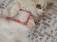 Uzun tüylü şivava 2 yaşında kızanı gelmesine 1 ay var