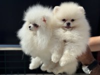 Abkaranın en özel pomeranian yavruları
