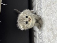 Erkek scottish fold kırık kulak kedimiz 25 günlük