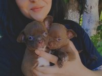 Chihuahua Şivava Yavrularımız