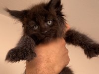 Polydactly 6x6x6x6 Erkek Maine Coon Yavru