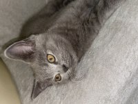 Yavru british shorthair erkek yavru