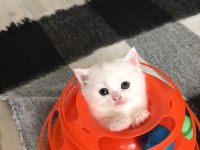 GÜZEL AİLELERİMİZE GÜZEL KEDİLERİMİZ