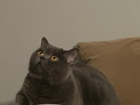 KISIR ERKEK KEDİMİZ TÜM EŞYALARIYLA VERİLECEKTİR