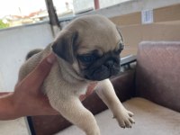 Sağlıklı pug mops yavrularımız