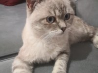 7 aylık erkek british shorthair yavruma yuva