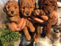 ORJİNAL POODLE YAVRULARI ÜCRETSİZ DEĞİLDİR