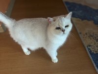 ÜCRETSİZ BRİTİSH DİŞİ KEDİMİZ
