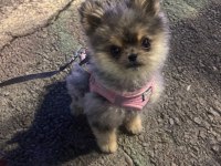 Pomeranian boo uyguna